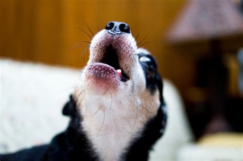 Why Do Dogs Howl at Sirens? | Dog Facts | Mad Paws Blog