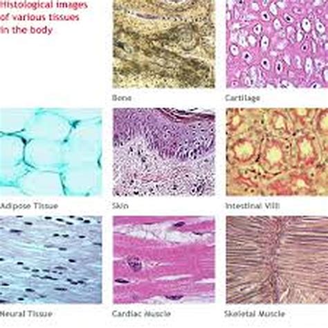 Tissue Anatomy And Physiology