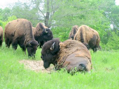 Hit the Road Travel Blog: Lee G. Simmons Conservation Park and Wildlife Safari in Nebraska