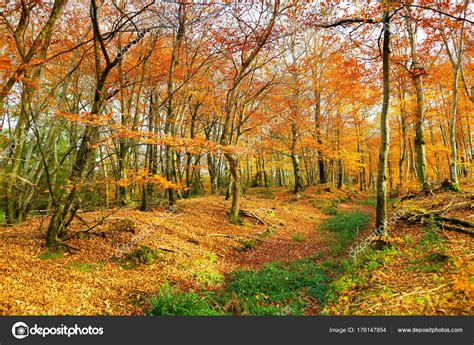 Golden autumn forest — Stock Photo © maximkabb #176147854