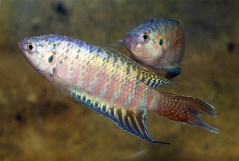 Paradise gourami (Macropodus opercularis) males | Size appro… | Flickr