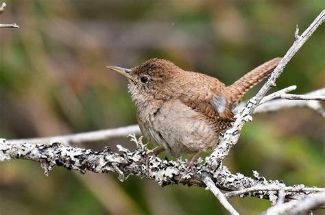 House Wren: Field Guide, Pictures, Habitat & Info - Optics Mag