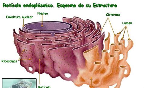 BIOLOGÍA: RETÍCULO ENDOPLASMÁTICO