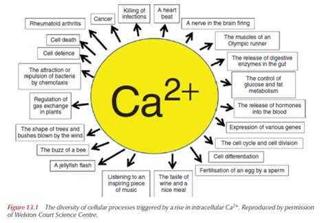 How intracellular Calcium signaling, gradient and its role as a universal intracellular ...