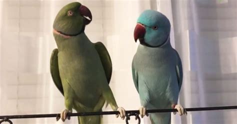 Hilarious Conversation Between Pair Of Parrots Will Leave You In Splits | FaithPot