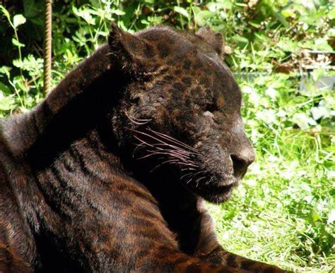 a large black animal laying on top of a lush green field next to trees and bushes