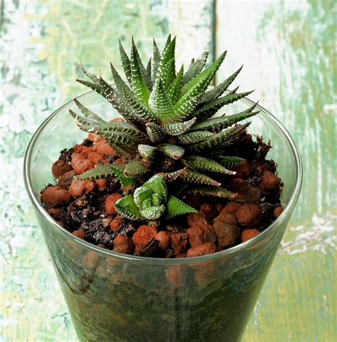 25 Awesome Low Light Succulents: The Complete Species Guide