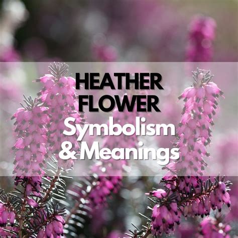 Heather Flower: Symbolism, Meanings, and History - Symbol Genie