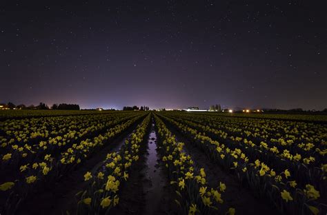 Daffodils at Night! - Blog - Andy Porter Images