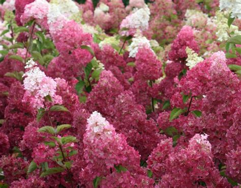 ‘Berry White’ Hydrangeas Are About To Become Your New Favorite Flower | Planting hydrangeas ...