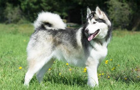 Alaskan Malamute Breed Stats and Facts | LoveToKnow