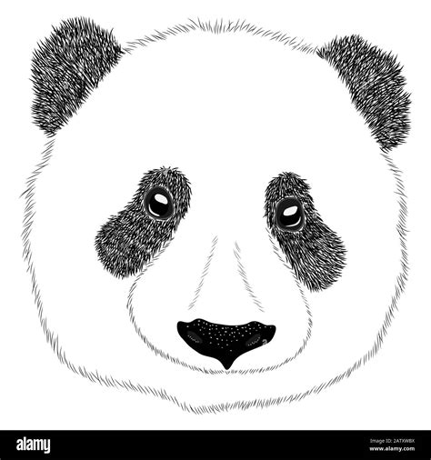 Panda animal cute face. Asian panda bear head portrait. Realistic fur ...