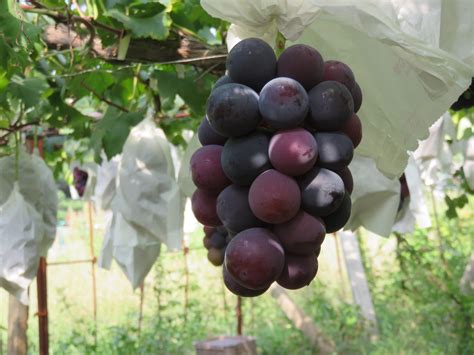 How to Grow Ruby Roman Grapes: A Complete Guide - Gardeners Grail