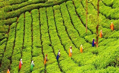 Tea Plantation Tour in Munnar