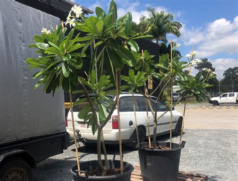 Large Potted Frangipani Trees For Sale | Frangipanis RUs