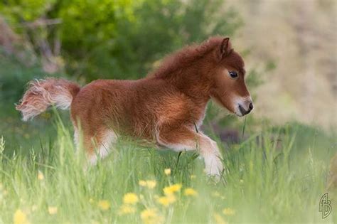 Super Cute Miniature Baby Horse - XciteFun.net