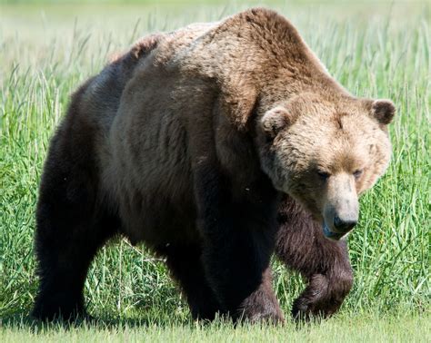 File:Brown bear.jpg - Wikipedia