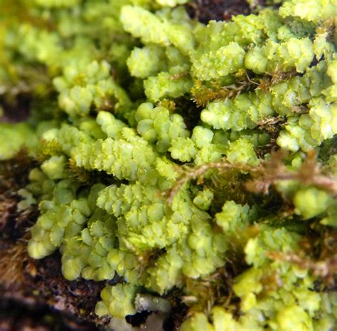 Bryophytes — In Defense of Plants