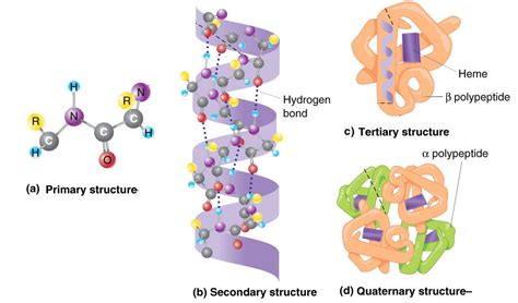 The tertiary and quaternary structures of a protein, and its properties, are determined by its ...