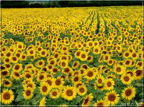 CHAMPS DE TOURNESOLS | Sunflower fields, Acrylic painting flowers ...