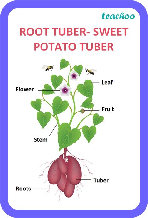 Difference Between Stem Tuber And Root Tuber