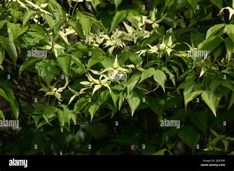 Cornus kousa 'Celestial' flowers and bracts Stock Photo - Alamy