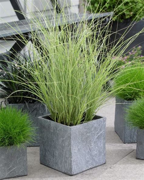 22 Best Ornamental Grasses for Containers + How to Grow them | Idee per ...