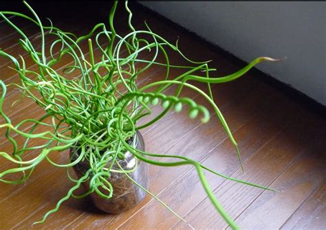 Juncus effusus 'Spiralis' Corkscrew rush | Plants, Water garden plants, Aquaponic gardening