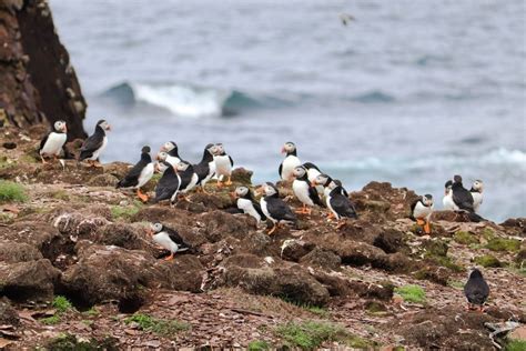 Where to See Some of the 600,000 Puffins in Newfoundland