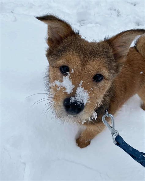 Shiba Inu Poodle Mix: The Poo-Shi Guide