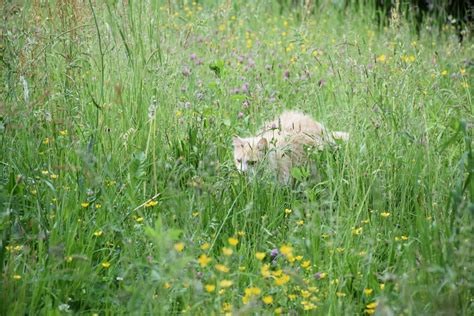 Cat in grass, grass cat, grassy cat, catty grass