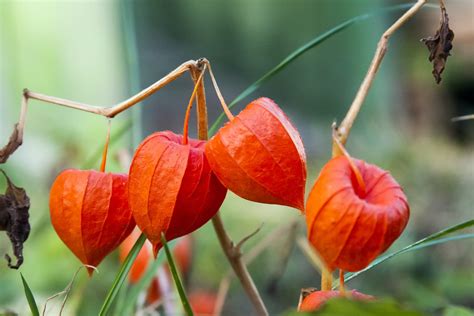 Physalis Alkekengi 'Chinese Lantern' Plant Care | Horticulture