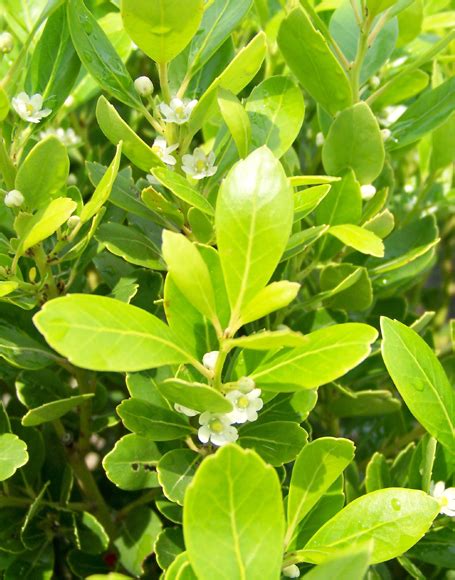 Ilex glabra compacta ‘F & F’ - Moon Nurseries