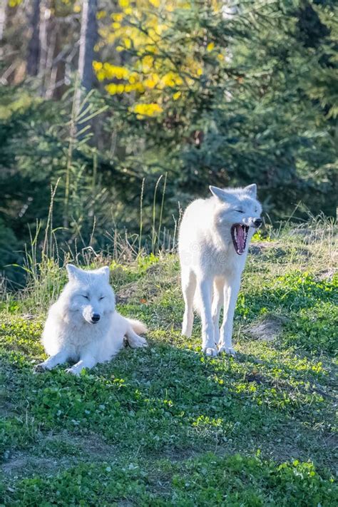 Arctic Wolf, Pack of White Wolves Stock Image - Image of looking, cute: 255458909