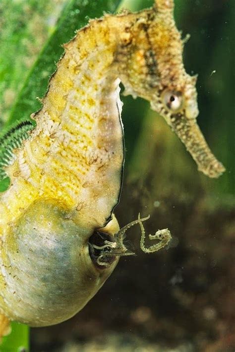 Male seahorse giving birth. Yep, the males do the birth thing~an oddity of nature! | All God's ...