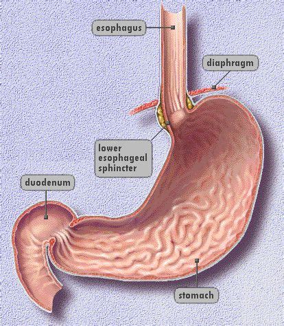 Image result for lower esophageal sphincter MODEL