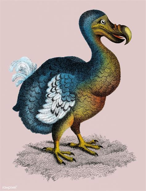 Illustration of Dodo from Zoological lectures delivered at the Royal ...