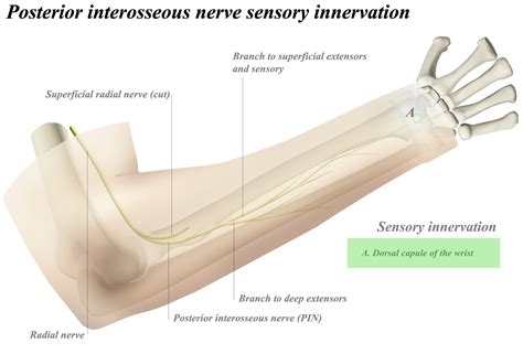 Posterior Interosseous Nerve - Anatomy - Orthobullets