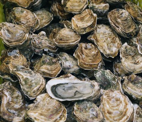 450+ Oyster Pictures [HD] | Download Free Images on Unsplash