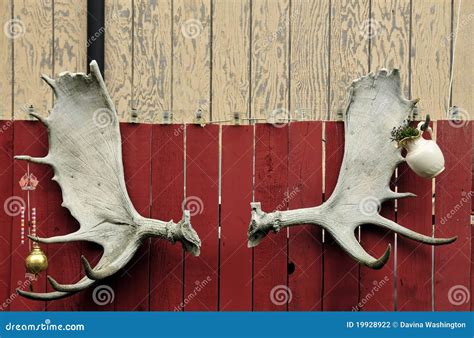 Set Of Moose Antlers Stock Photography - Image: 19928922