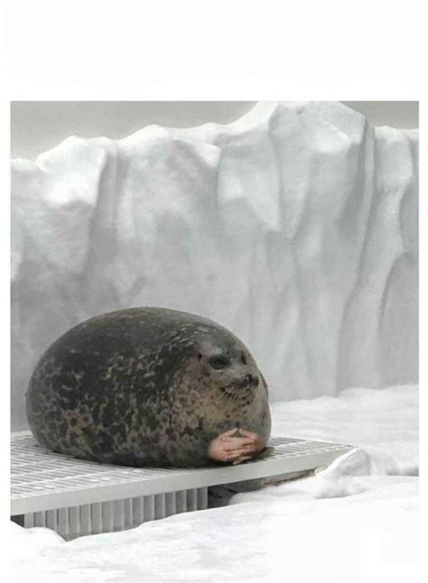 Seal Crying Meme "crying" Meme Templates