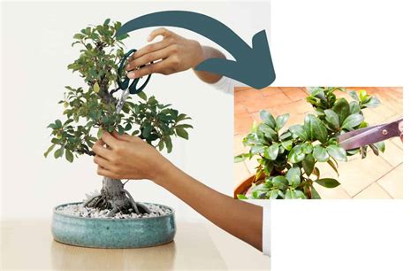 How to Prune a Bonsai Tree: Step-by-Step Guide | Plantly