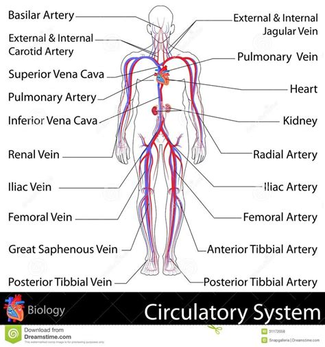 Structure of circulatory system