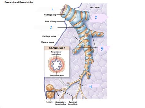 bronchi and bronchioles Diagram | Quizlet