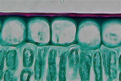 2.4 Dermal tissues and features – Plant Anatomy and Physiology