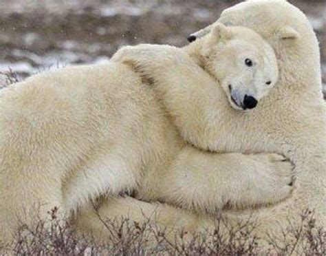 Polar Bear Hugs : r/AnimalsBeingFunny