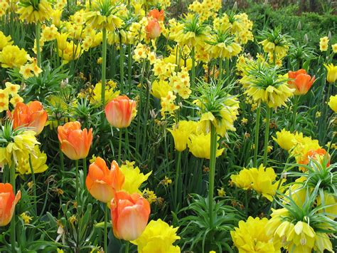 Inspiration for Your Spring Garden: Tulips Go Casual - Longfield Gardens