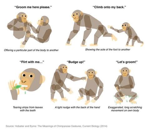 Chimpanzee language: Communication gestures translated - BBC News