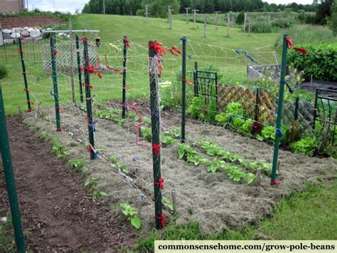 Grow Pole Beans with This Easy Trellis System