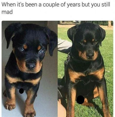 15 Funny Rottweiler Memes To Make Your Day! | Page 2 of 4 | PetPress ...